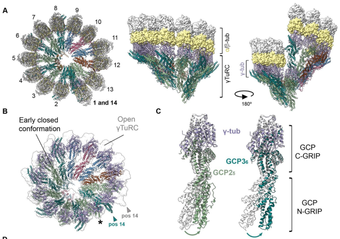 Science重磅：首次捕獲人類細(xì)胞“高速公路”構(gòu)建過程的高分辨率圖像，為微管相關(guān)疾病的治療指明新的方向！